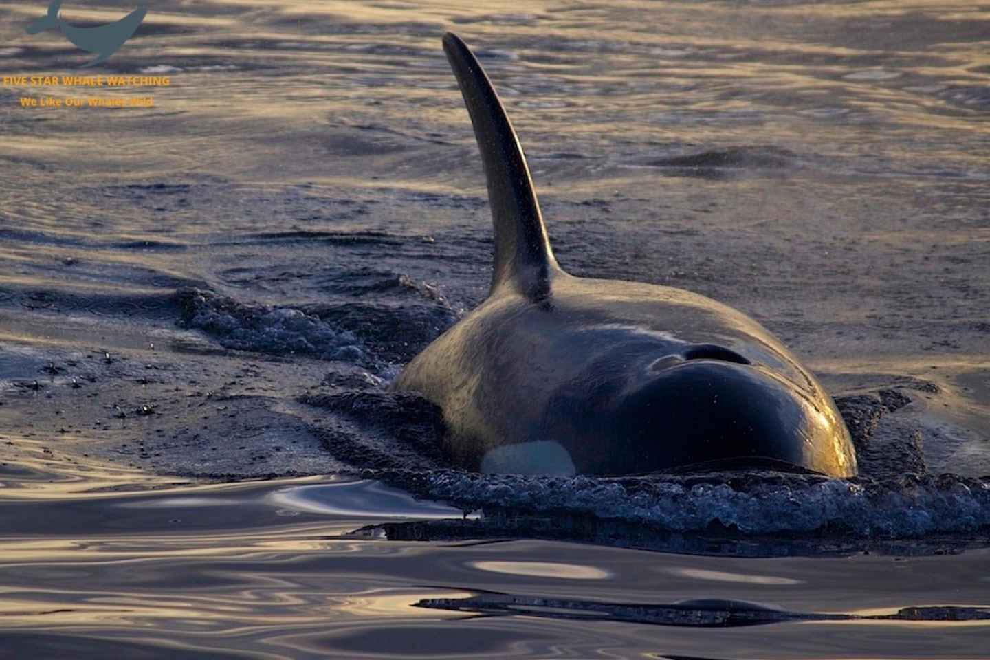 Victoria: Walbeobachtung bei Sonnenuntergang