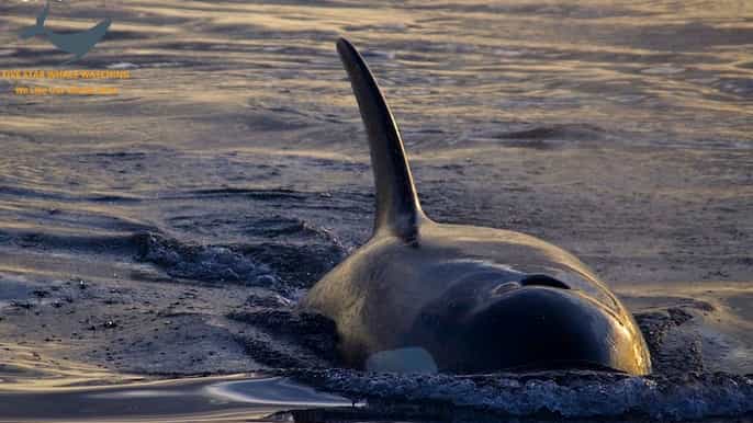 victoria sunset whale watching tour