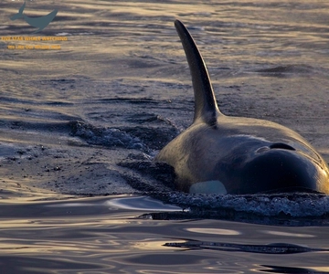 Victoria, BC: Sunset Whale Watching Tour