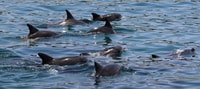 Jervis Bay, crucero Dolphin de 1.5 horas - Housity