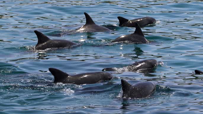 jervis bay 1.5hour dolphin cruise