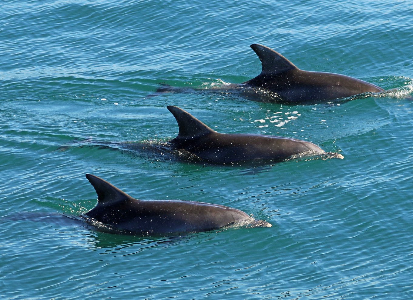 Jervis Bay: 1,5 times delfin-krydstogt