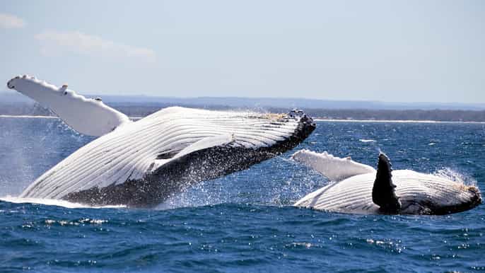jervis bay 2hour whale watching cruise