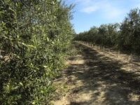 OleoAlmanzora, Guided tour + Masterclass of EVOO tasting Eng - Housity