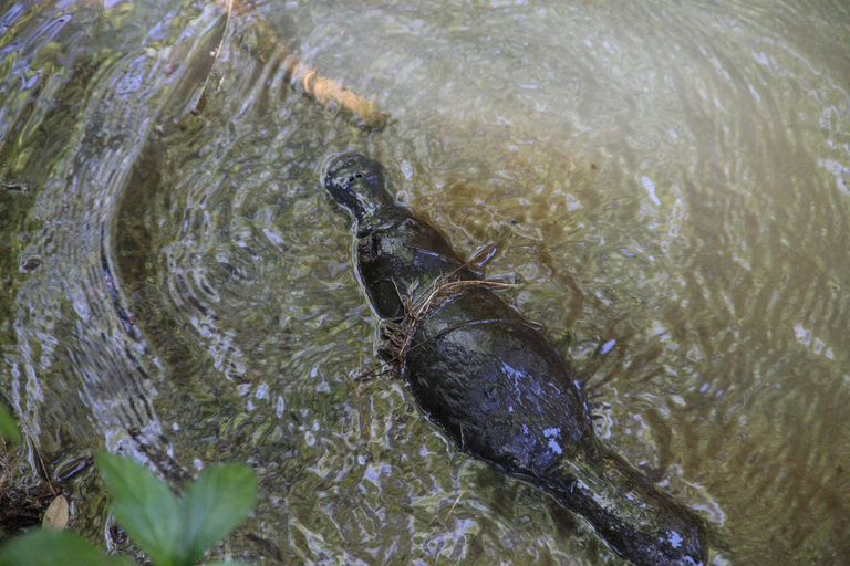 Excursão de 2 dias a Atherton Tablelands, Mossman Gorge e DaintreeAtherton Tablelands, Mossman Gorge e Daintree Tour