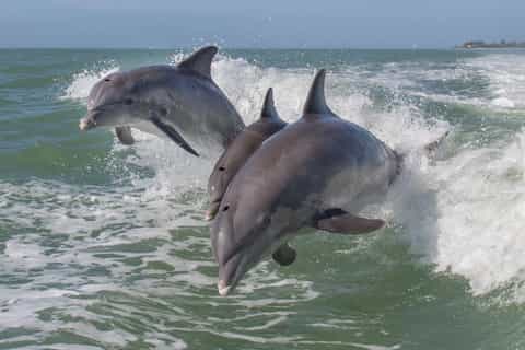 Naples: 3-Hour Naples Bay and the Gulf Eco-Boat Tour