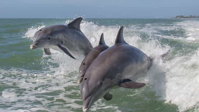 naples 3hour naples bay and the gulf ecoboat tour