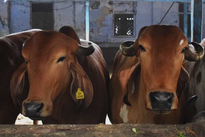 Mumbai Morning Marine Drive Bicycle Tour with Breakfast GetYourGuide