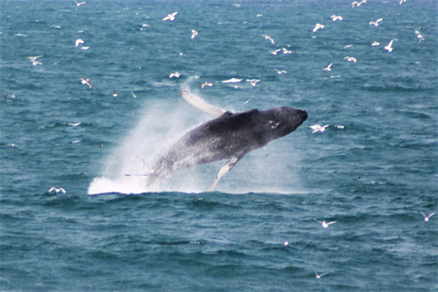 Desde Reikiavik: avistamiento de ballenas y aurora boreal