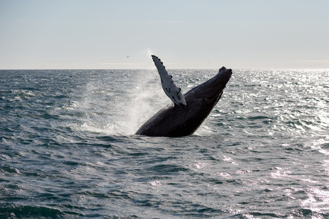 Desde Reikiavik: avistamiento de ballenas y aurora boreal