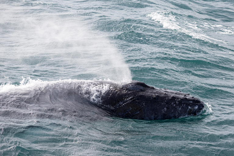 Desde Reikiavik: avistamiento de ballenas y aurora boreal