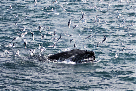 From Reykjavík: Whale Watching and Northern Lights Combo