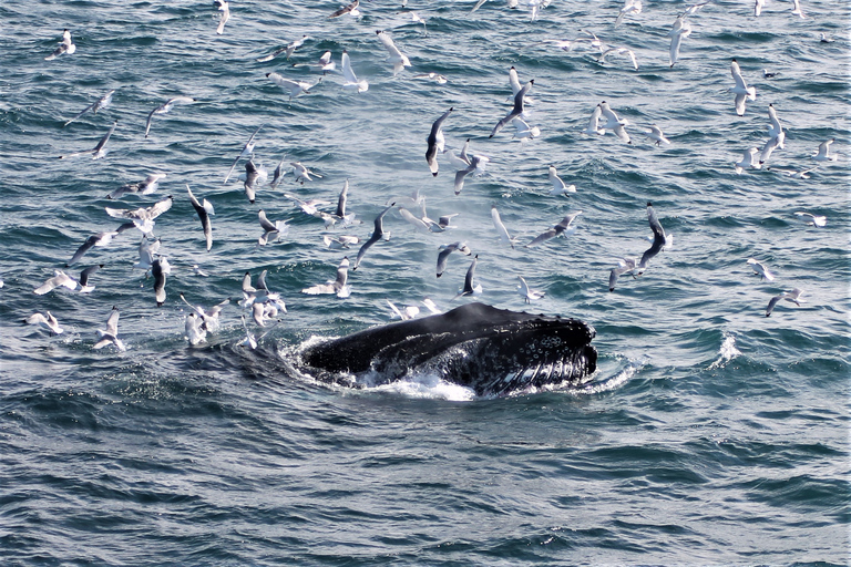 Reykjavik: Whale Watching &amp; Northern Lights Combo CruiseFrom Reykjavík: Whale Watching and Northern Lights Combo