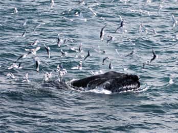 Ab Reykjavík: Kombitour Whale Watching und Nordlichter Ab Reykjavík: Kombitour Whale Watching und Nordlichter