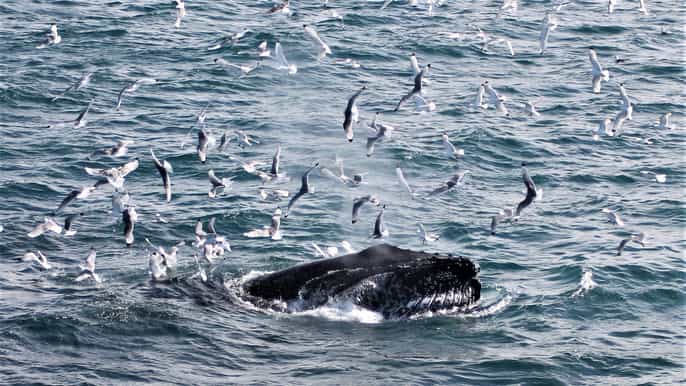 from reykjavík whale watching and northern lights combo