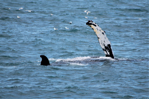 De Reykjavík: observation des baleines et aurores boréales