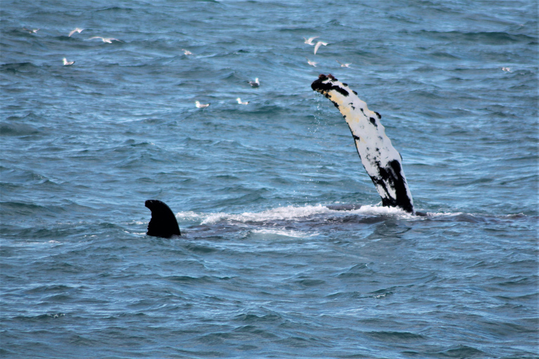 De Reykjavík: observation des baleines et aurores boréales