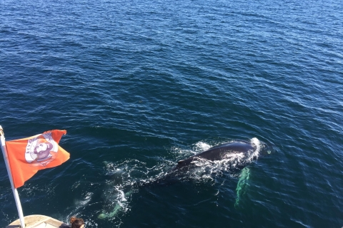 Desde Reikiavik: avistamiento de ballenas y aurora boreal