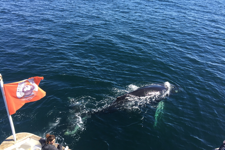 From Reykjavík: Whale Watching and Northern Lights Combo