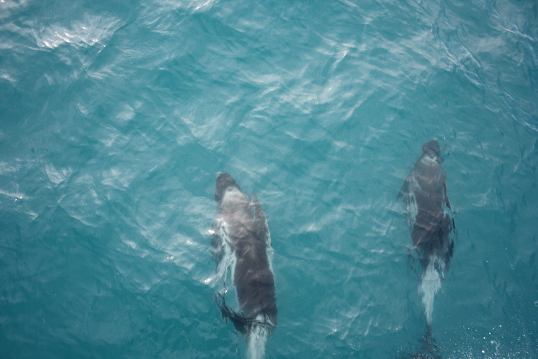 From Reykjavík: Whale Watching and Northern Lights Combo