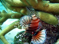 Mission Beach, Great Barrier Reef Splonnel ou Dive Cruise - Housity