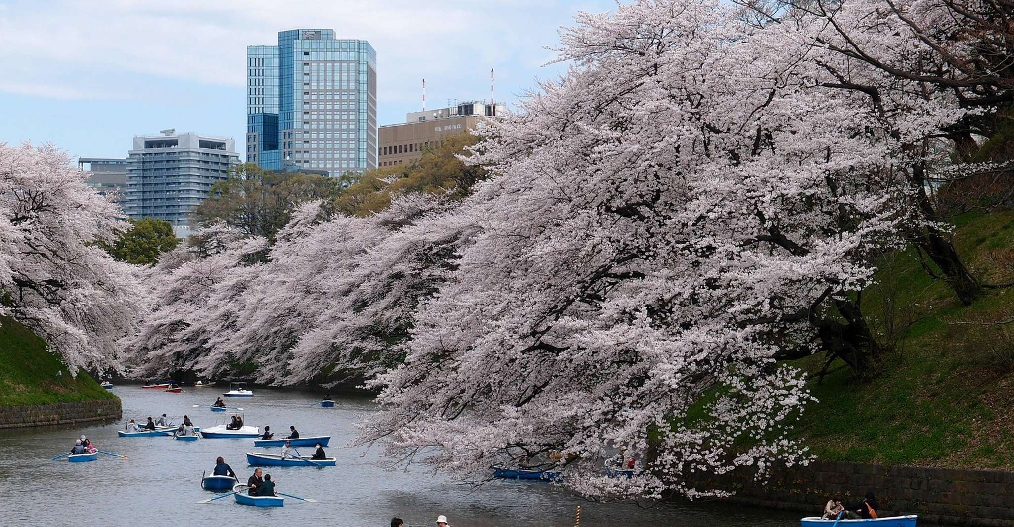 Tokyo, Private Cherry Blossom Experience - Hizvo