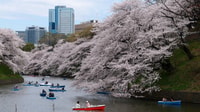 Tokio, experiencia privada Cherry Blossom - Hizvo