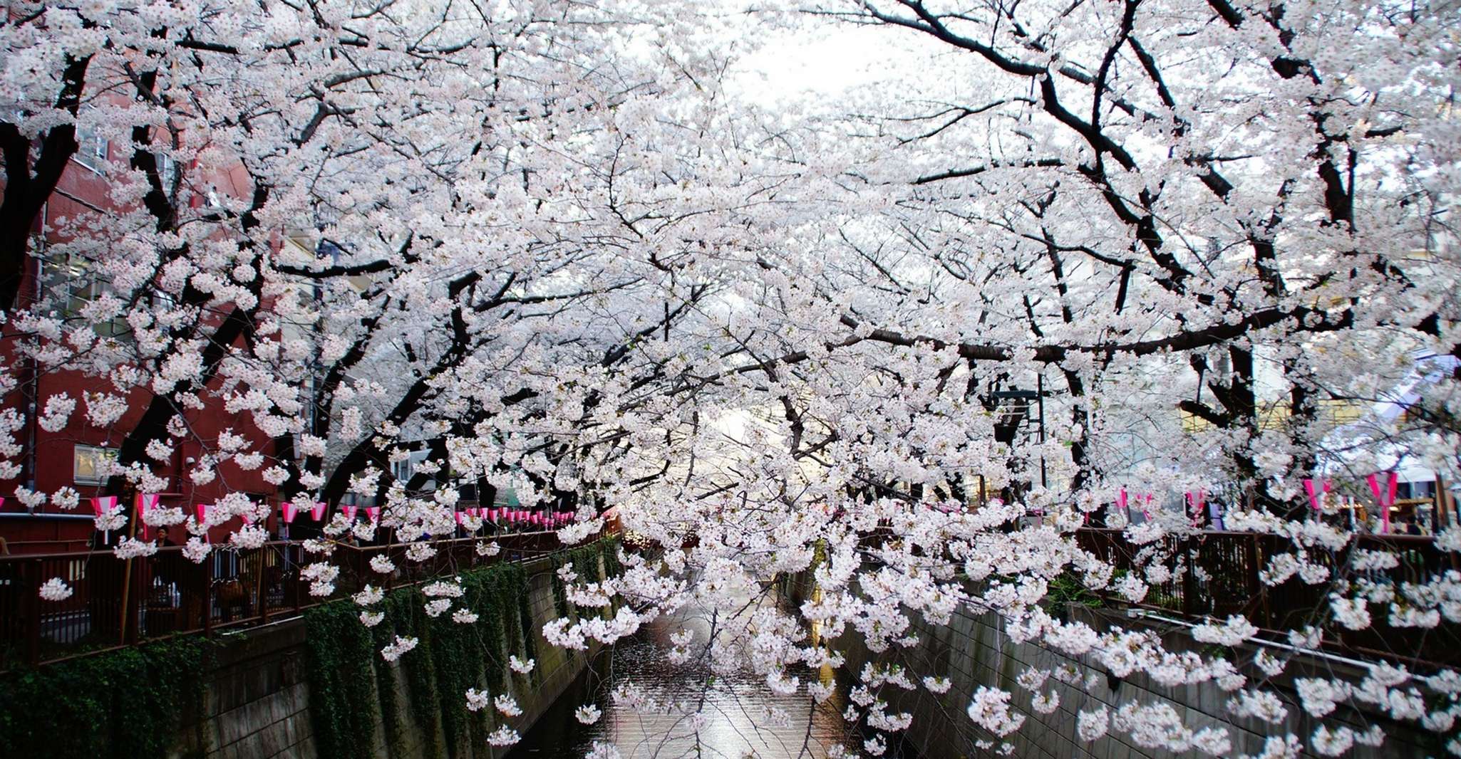 Tokyo, Private Cherry Blossom Experience - Hizvo