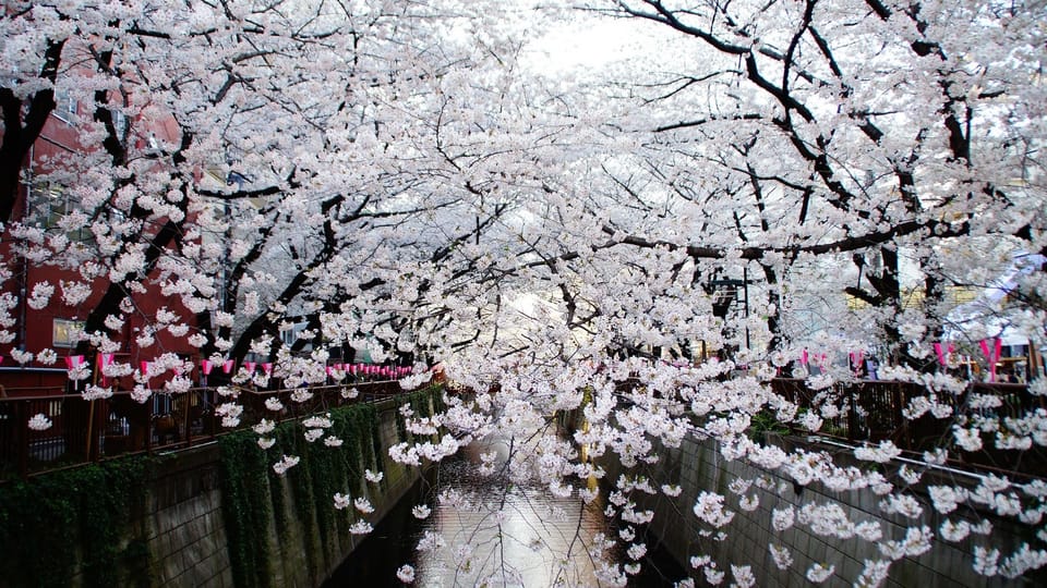 Todo lo que necesitas sobre Sakura – los cerezos en flor japoneses / Portal  Oficial de Turismo de Tokyo GO TOKYO