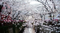 Tokio, experiencia privada Cherry Blossom - Hizvo