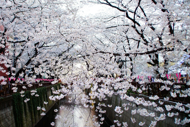 Tokyo Private Cherry Blossom Tour – Picnic Included