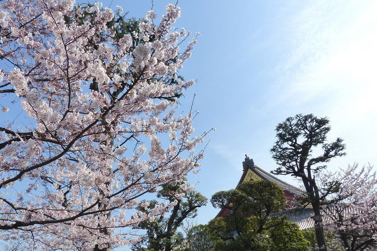 Tokyo Private Cherry Blossom Tour – Picnic Included