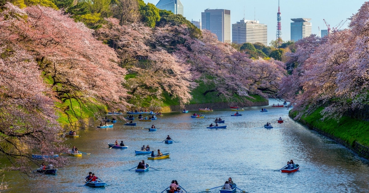 Tokyo: Private Cherry Blossom Experience | GetYourGuide