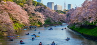 Tokio, experiencia privada Cherry Blossom - Hizvo