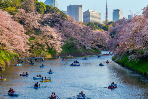 Tokyo Private Cherry Blossom Tour – Picnic Included