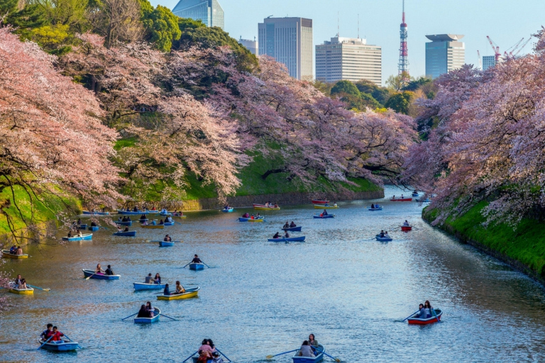 Tokyo Private Cherry Blossom Tour – Picnic Included