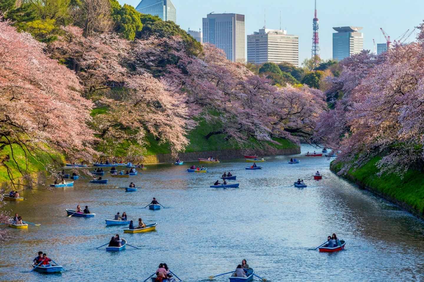 Tokyo Private Cherry Blossom Tour ? Picnic Included - Tokyo Private Cherry Blossom Tour – Picnic Included
