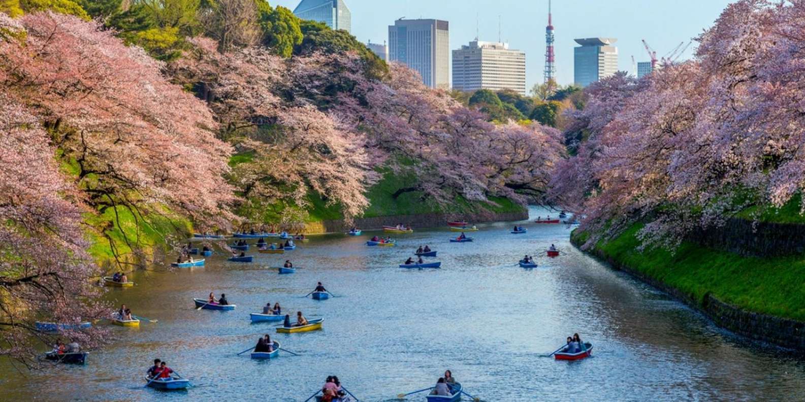 Todo lo que necesitas sobre Sakura – los cerezos en flor japoneses / Portal  Oficial de Turismo de Tokyo GO TOKYO