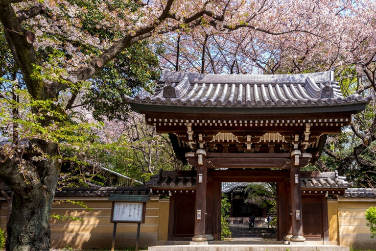 Tokyo Private Cherry Blossom Tour – Picnic Included