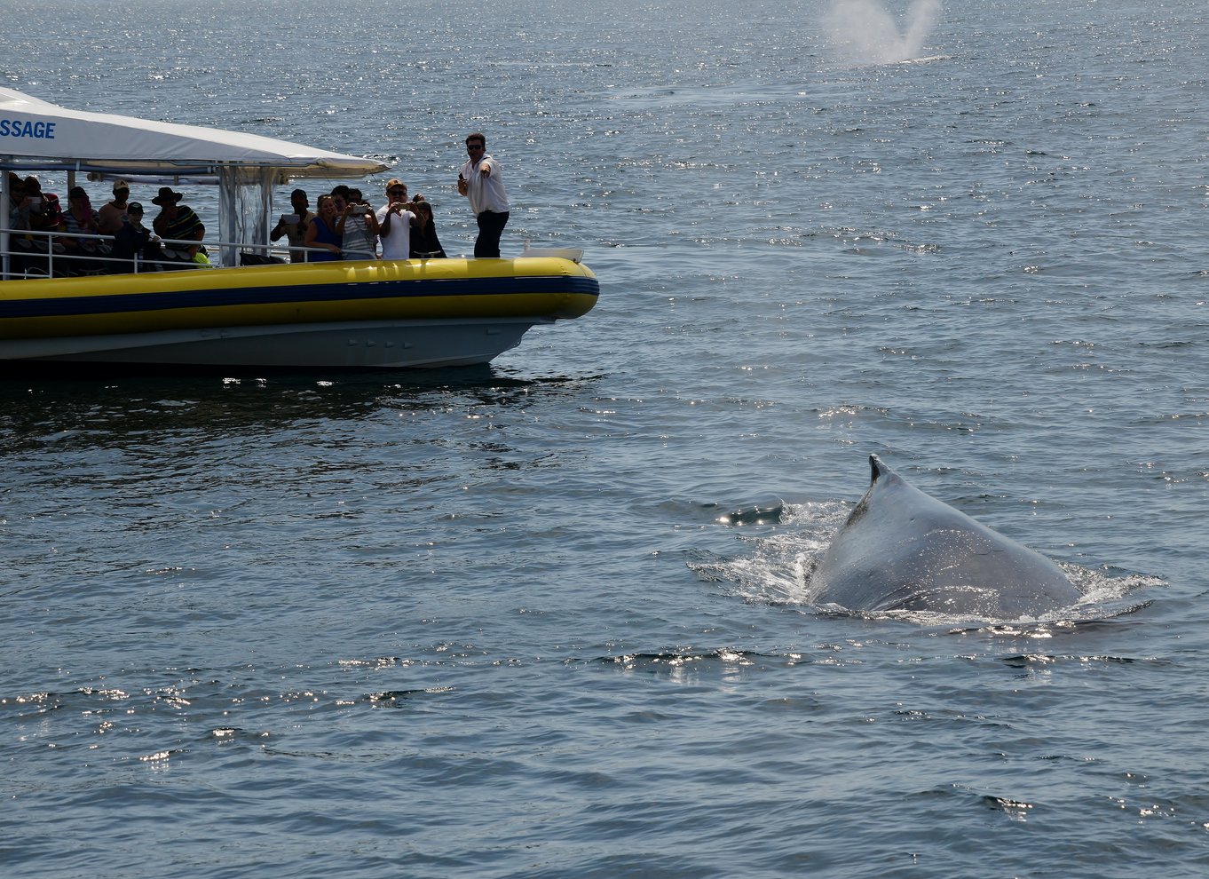 Jervis Bay: 2-timers hvalsafari