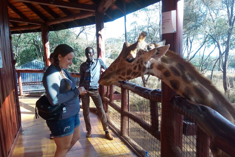 Nairobi: Elephants, Giraffes, Karen Blixen & Bomas Tour