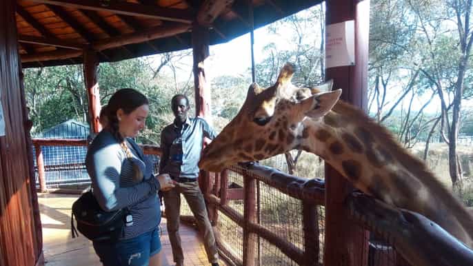 nairobi elephants giraffes karen blixen bomas tour