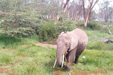 Nairobi: Elefanter, giraffer, Karen Blixen och Bomas-tur