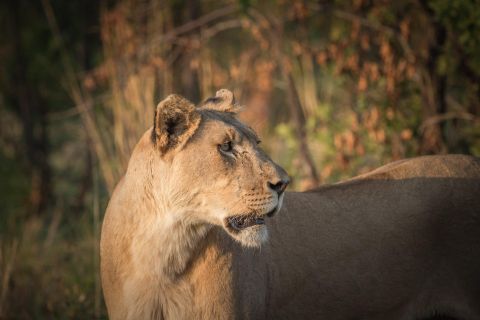 Parco nazionale di Pilanesberg: safari su veicolo aperto