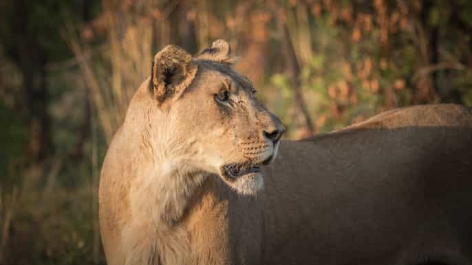 pilanesberg safári em veículo aberto