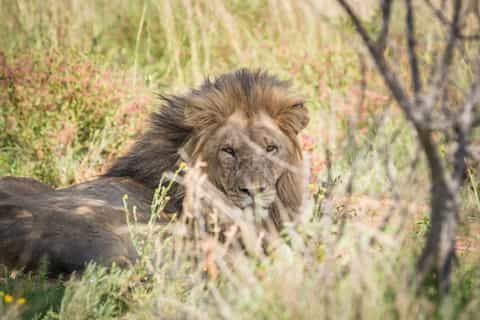 Pilanesberg: Open-Vehicle Safari