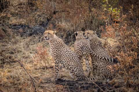 Pilanesberg: Open-Vehicle Safari