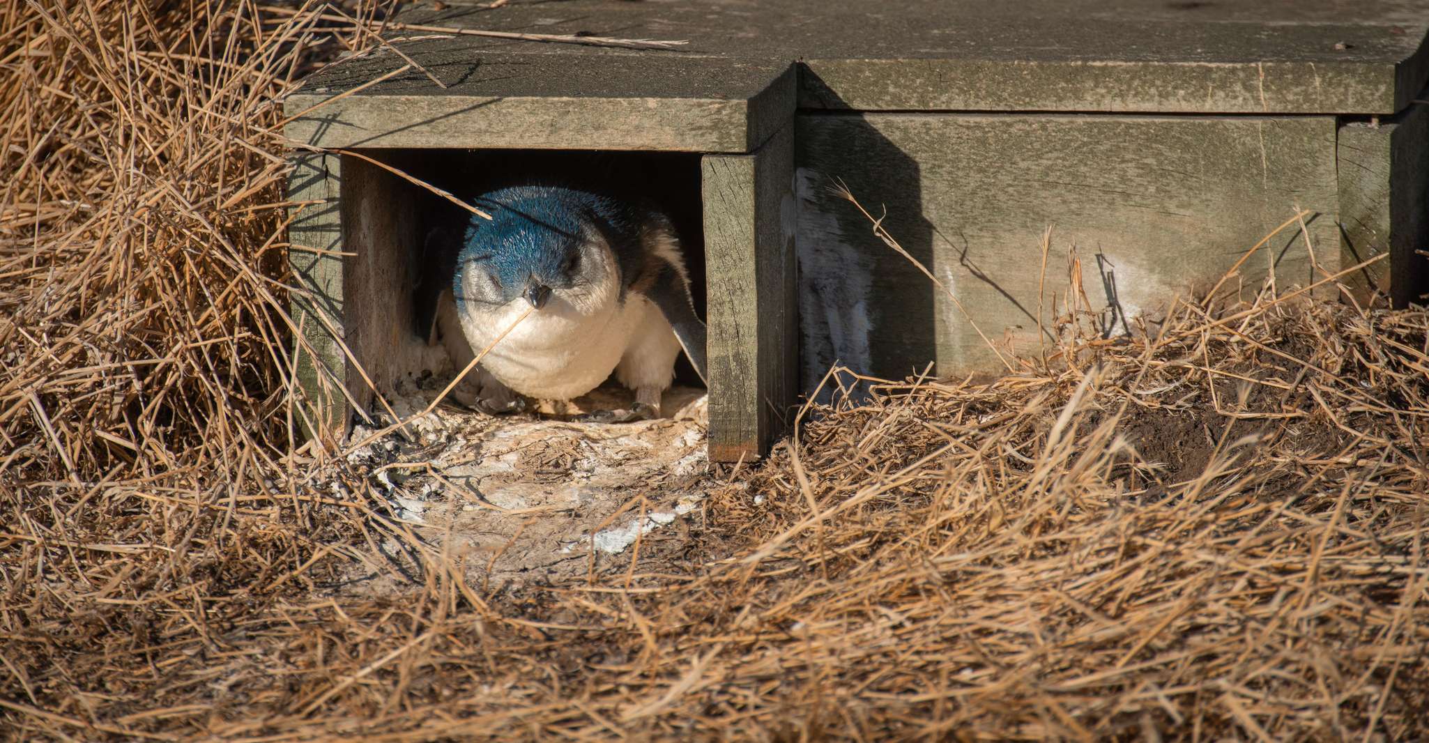 From Melbourne: Penguin Parade Afternoon Tour photo 12