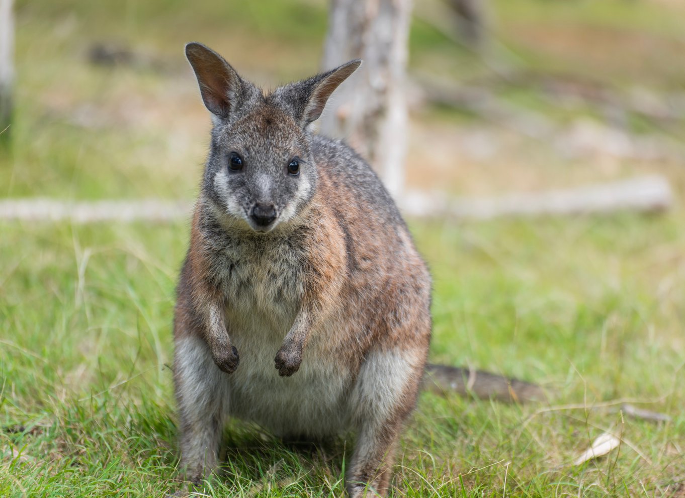 Fra Melbourne: Phillip Island Penguin Parade Eco Tour