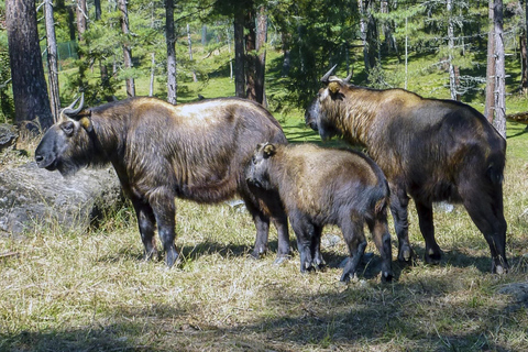 7-Days in Bhutan with River Rafting, Farm Lunch & Stone Bath